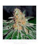 DELICIOUS SEEDS - CBD Jam