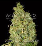WORLD OF SEEDS - Northern Light X Skunk