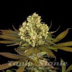 HUMBOLDT SEED - Sour Blueberry