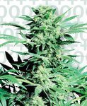 SENSI SEEDS - Shiva Skunk®
