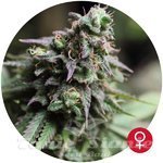 THE BULLDOG SEEDS - Blue Dream