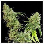 RESIN SEEDS - Cannatonic