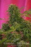 SWEET SEEDS - Snow Fruit