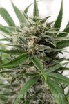 DINAFEM - Blue Amnesia XXL Auto