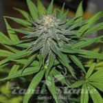 BARNEY’S FARM - Pineapple Express Auto