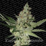 PARADISE SEEDS - Acid