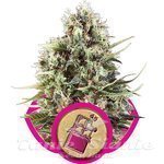 ROYAL QUEEN SEEDS - Chocolate Haze