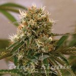 BARNEY’S FARM - Red Cherry Berry