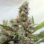BARNEY’S FARM - CBD Blue Shark