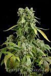 DINAFEM - Blue Cheese Autoflowering