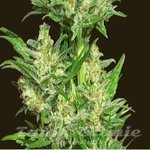 BIOHAZARD SEEDS - Auto Chingon