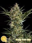PHILOSOPHER SEEDS - Sleepy Yoda Auto