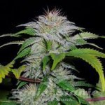 710 GENETICS - White Candy