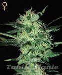 GREEN HOUSE SEEDS - Super Critical
