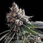 DNA GENETICS - Golden Lemons