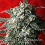 T.H. SEEDS - A-Train
