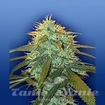 FLYING DUTCHMEN - Skunk #1