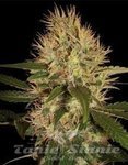 DNA GENETICS - Martian Mean Green