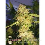 DNA GENETICS - ReCon