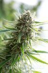 CBD Crew - CBD Critical Mass