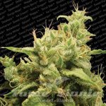 PARADISE SEEDS - Opium