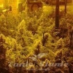 CBD Crew - CBD Mix