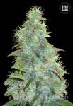 BULK SEED BANK - Auto Sweet Tooth