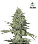 FASTBUDS - Rhino Ryder