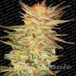 PARADISE SEEDS - Ice Cream