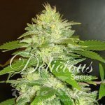 DELICOUS SEEDS - La Musa