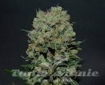 KALASHNIKOV SEEDS - Kalashnikov Express