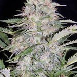 MEPHISTO GENETICS - Sour Blues