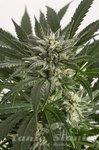 DINAFEM - Blue Critical Auto