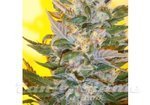KETAMA SEEDS - Creation