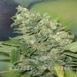 FANTASEEDS - Armageddon