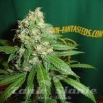 FANTASEEDS - AC Diesel
