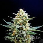 KANNABIA SEED - Kritikal-K