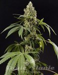 PHILOSOPHER SEEDS - Guava Berry Kush