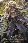 HUMBOLDT SEED - Lost Coast Hashplant