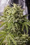 HUMBOLDT SEED - Bubba Kush Auto