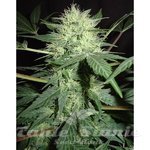 FANTASEEDS - Northern Lights Auto