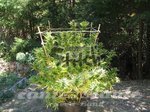 FLASH SEEDS - Spacer SuperAuto