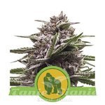ROYAL QUEEN SEEDS - Royal Gorilla Automatic