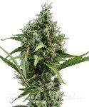 CBD SEEDS - Auto Amnesia