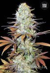 BULK SEED BANK - Sunmango