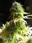 SEEDSMAN - Somango
