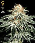 GREEN HOUSE SEEDS - White Widow