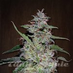 ACE SEEDS - China Yunnan