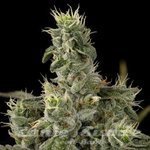 DNA GENETICS - Nicole Kush
