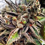 RARE DANKNESS - Scotts OG